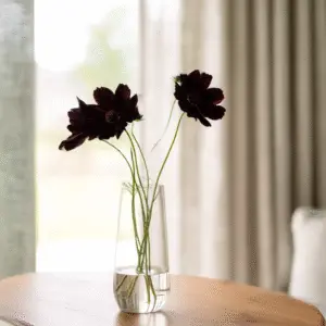 Chocolate Cosmos Flower