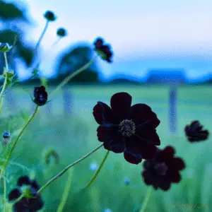 Chocolate Cosmos Flower