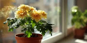 Chrysanthemum (4)