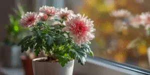 Potted pink chrysanthemums on windowsill, indoor light.