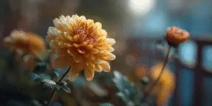 Chrysanthemum (7)