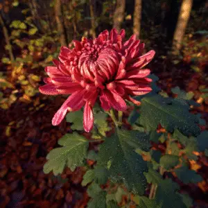 Chrysanthemum