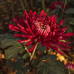 Chrysanthemum