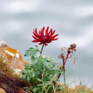 Chrysanthemum