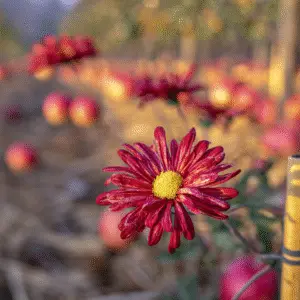 Chrysanthemum