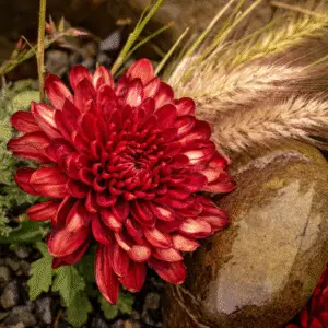 Chrysanthemum