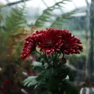 Chrysanthemum