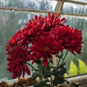 Chrysanthemum