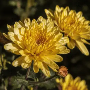 Chrysanthemum