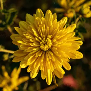 Chrysanthemum