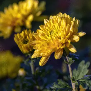 Chrysanthemum