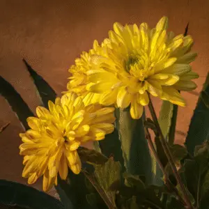 Chrysanthemum