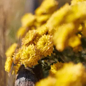 Chrysanthemum