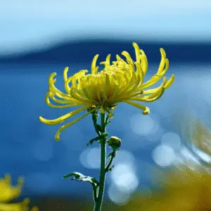 Chrysanthemum