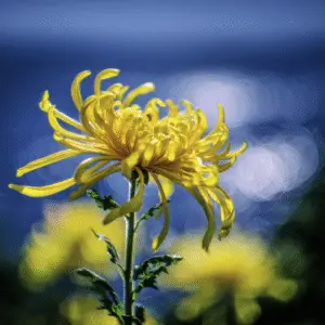 Chrysanthemum