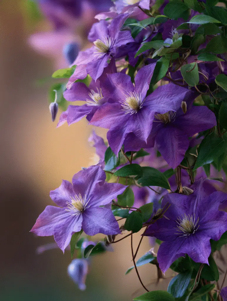 Clematis vine with purple star-shaped blooms, lush foliage.
