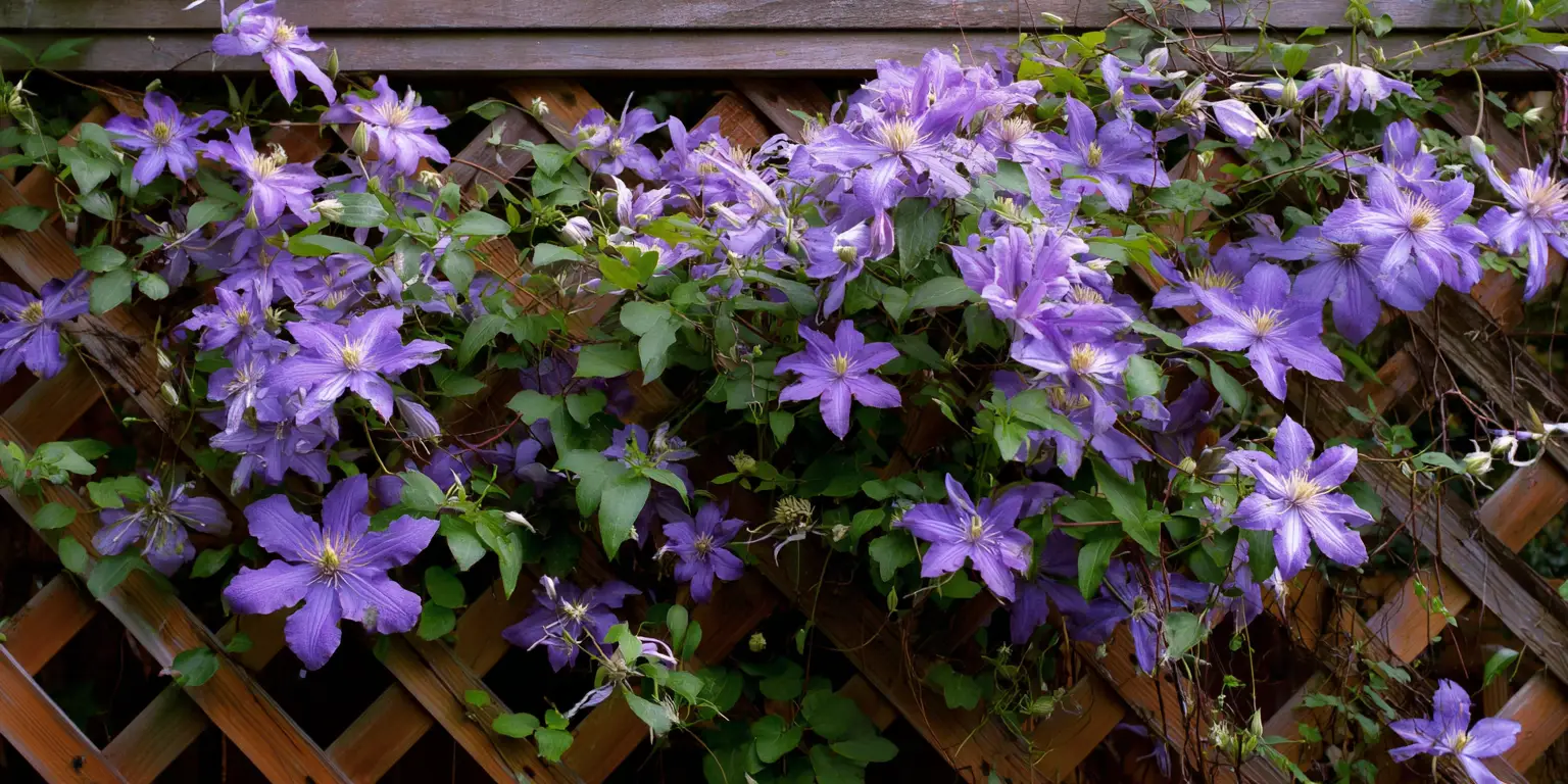 Clematis mass on wooden lattice, abundant lavender flowers.