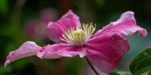 Clematis Flower