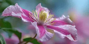 Clematis Flower