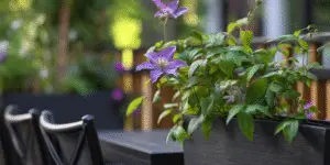 Clematis Flower