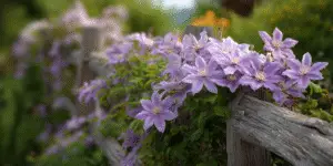 Clematis draping rustic fence, clusters of lilac blossoms.