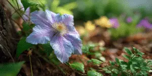 Clematis (8)