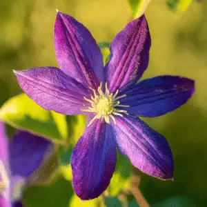 Clematis