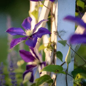 Clematis (Clematis hybrids) Flower