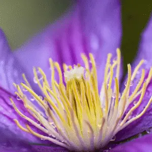 Clematis