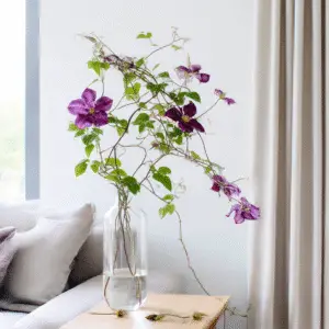 Clematis (Clematis hybrids) Flower