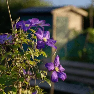 Clematis (Clematis hybrids) Flower