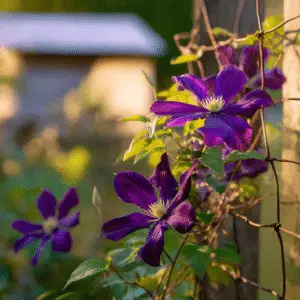 Clematis (Clematis hybrids) Flower