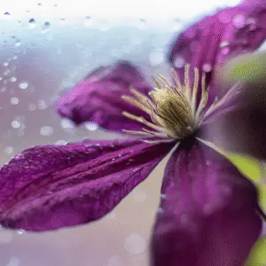Clematis (Clematis hybrids) Flower