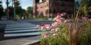 Coneflower