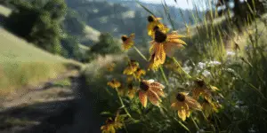 Coneflower (17)