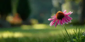Coneflower