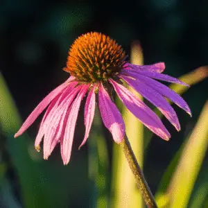 Vibrant pink coneflower with dew