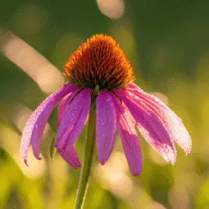 Dewy pink coneflower in sunlight