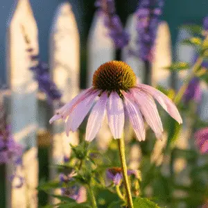 Pink coneflower in soft sunlight.