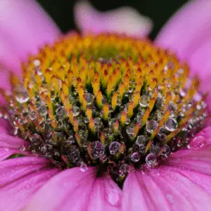 Close-up of pink coneflower with droplets