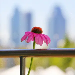 Pink flower against blurred city skyline