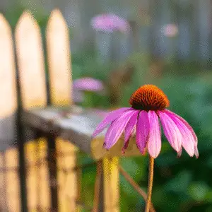 Purple coneflower beside a wooden fence