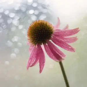 Pink flower with raindrops on petals