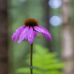 Coneflower ‘Magnus’ and purple types (Echinacea purpurea)