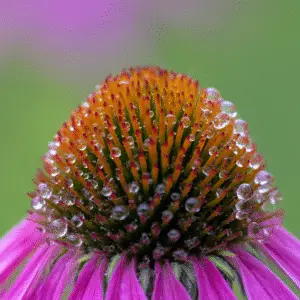 Coneflower