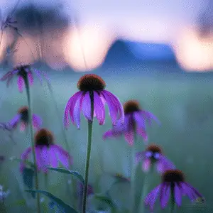 Coneflower ‘Magnus’ and purple types (Echinacea purpurea)