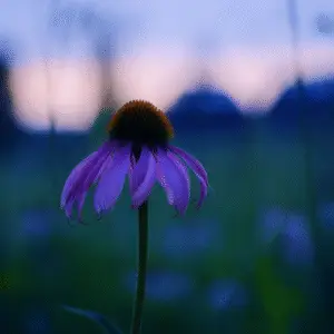 Purple Flowers