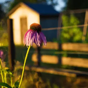 Coneflower ‘Magnus’ and purple types (Echinacea purpurea)
