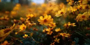 Coreopsis (5)