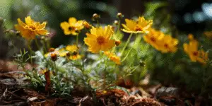 Coreopsis (7)